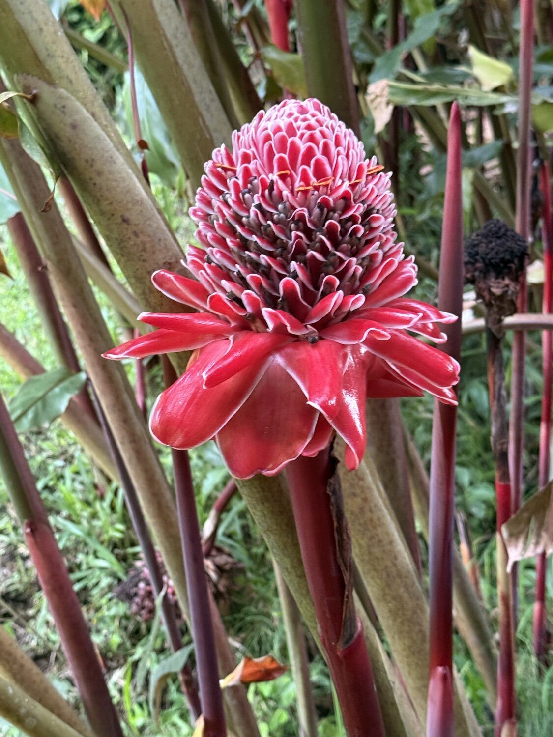 Amazon flora — beauty and pain